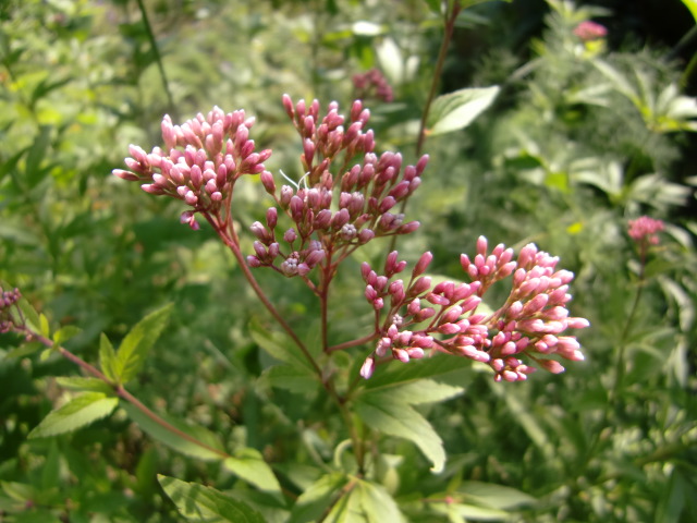 e0234924_151265.jpg