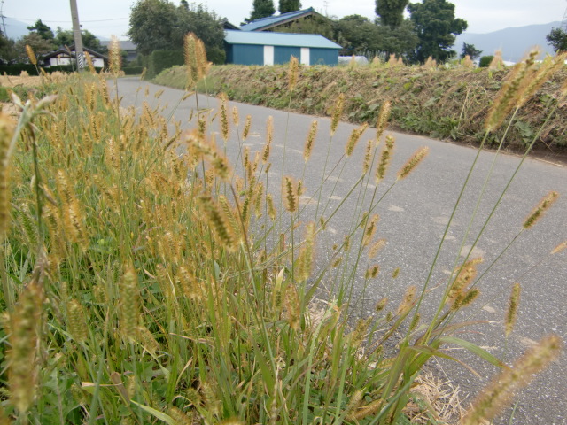 e0234924_15153619.jpg