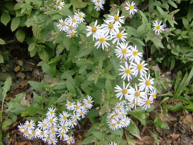 e0234924_1530110.jpg
