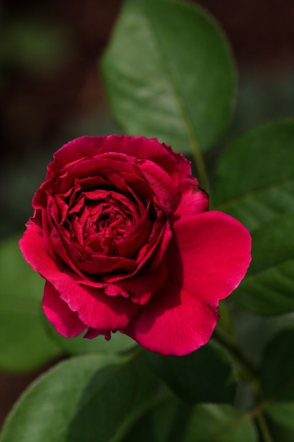 e0021328_2338136.jpg