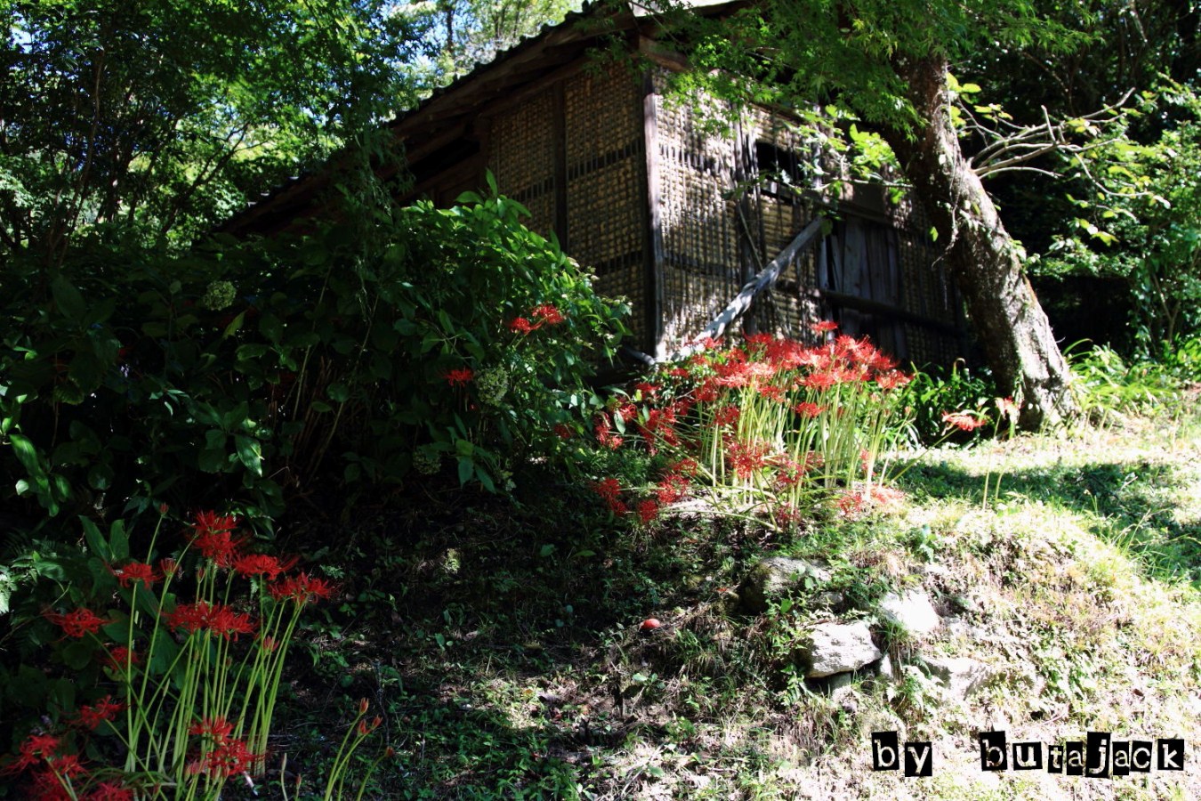 e0220828_2021926.jpg
