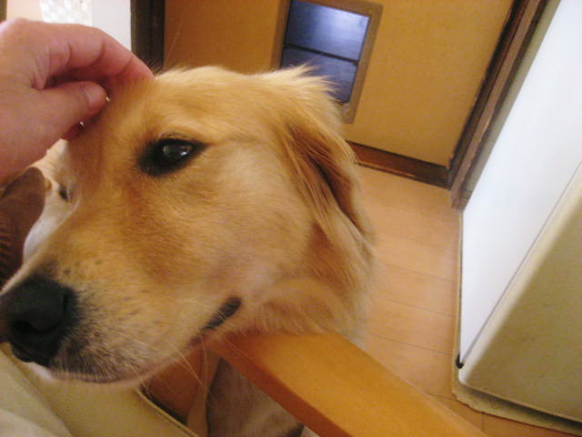 a0149240_1331299.jpg
