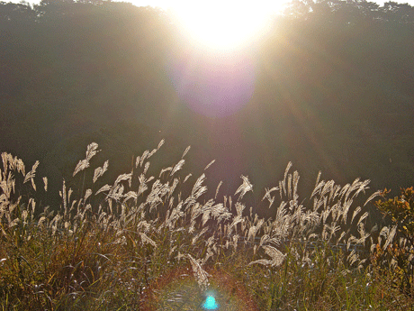 a0001354_2045354.gif