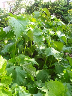 e0004756_2042492.jpg
