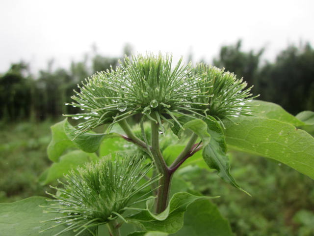 e0181260_209526.jpg