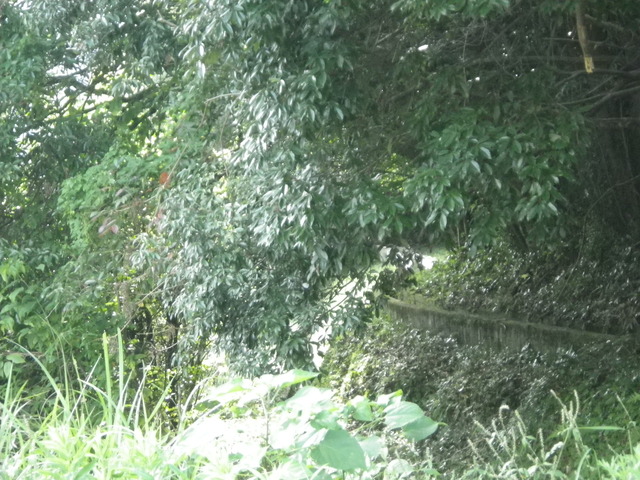 f0055264_23594321.jpg