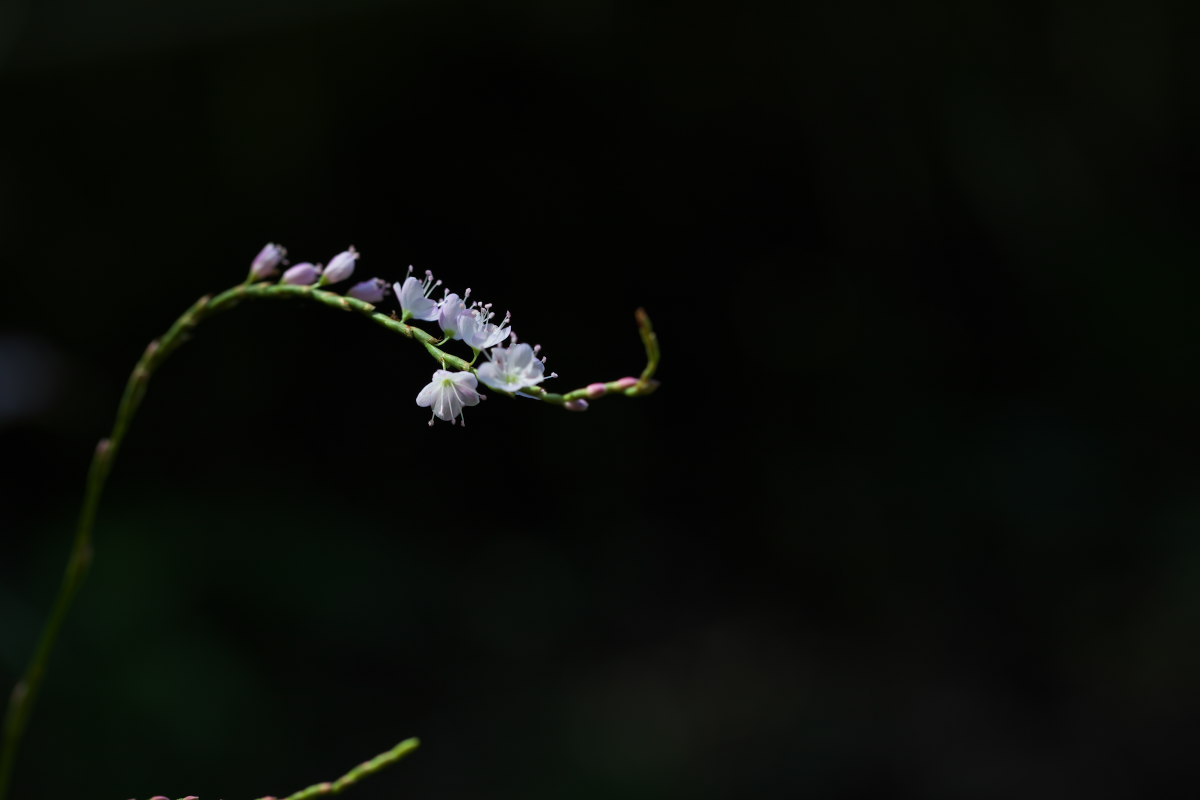 a0083081_16572748.jpg