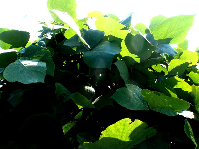 a0007388_10571899.jpg