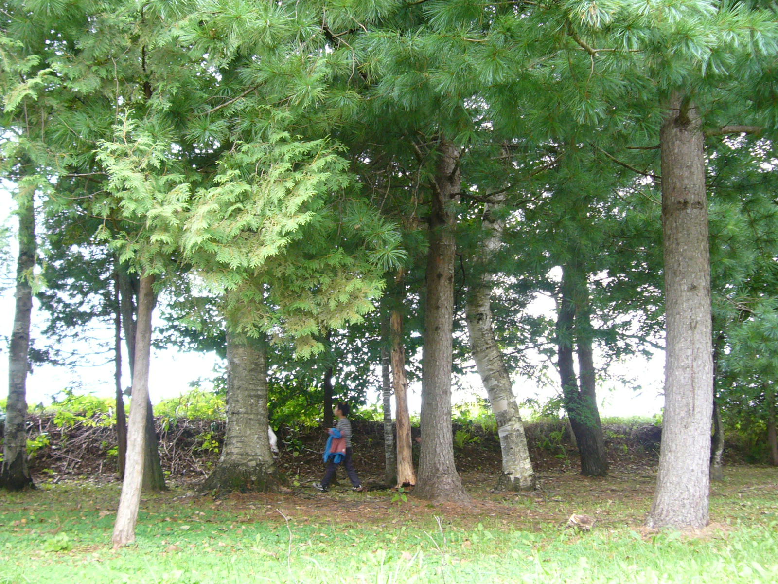 d0015096_1529573.jpg