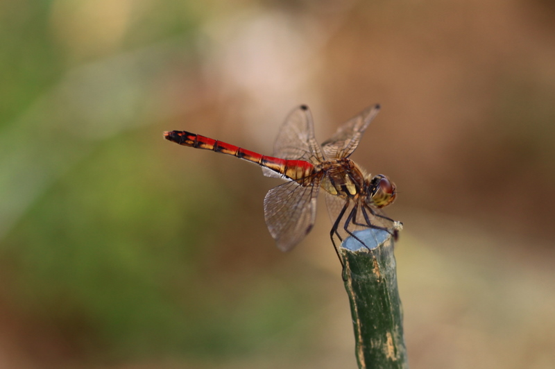 d0248502_10575950.jpg