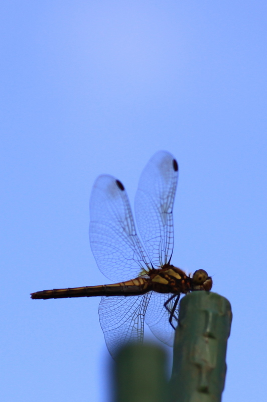 d0248502_10583232.jpg