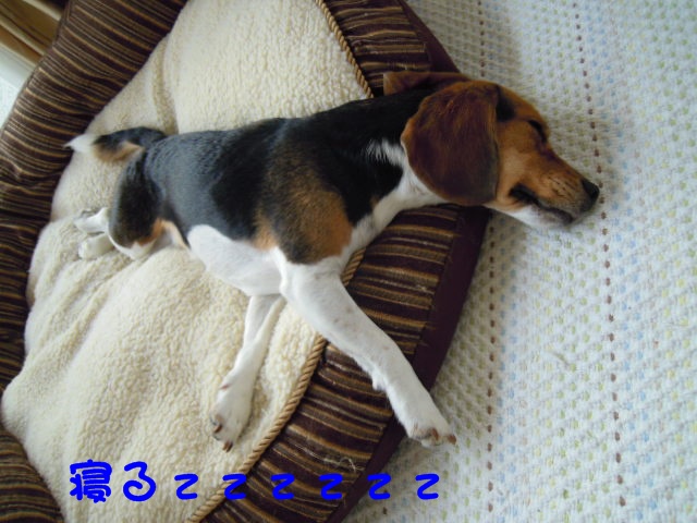 c0166622_8271032.jpg