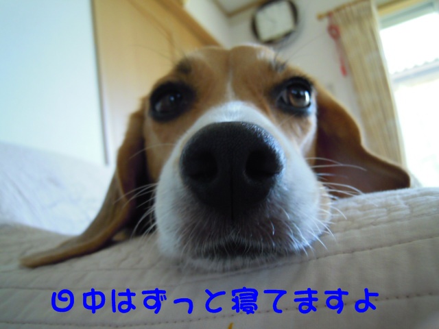 c0166622_830665.jpg
