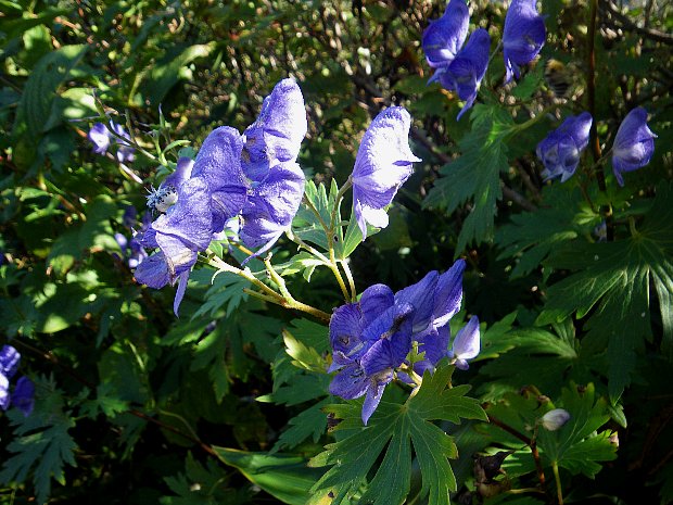 f0118332_1736236.jpg