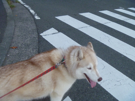 e0121548_20166100.jpg