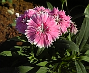 e0150849_92993.jpg