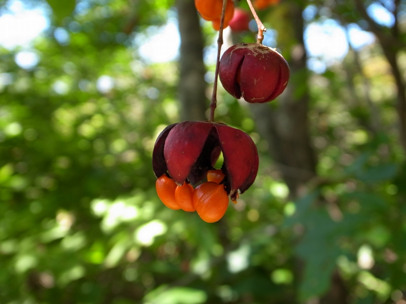 b0050305_8441214.jpg
