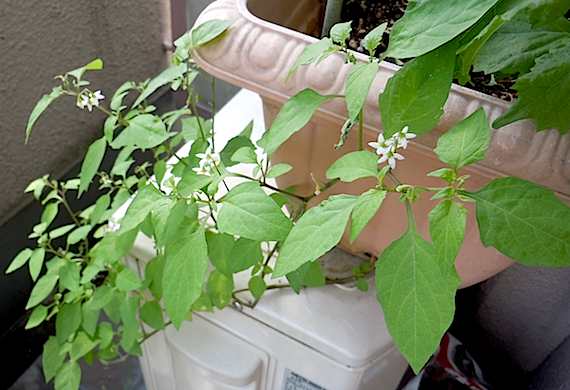 f0036716_1841359.jpg