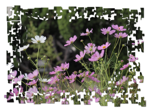 c0026824_1314594.png