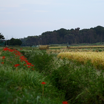 b0042527_23175392.jpg