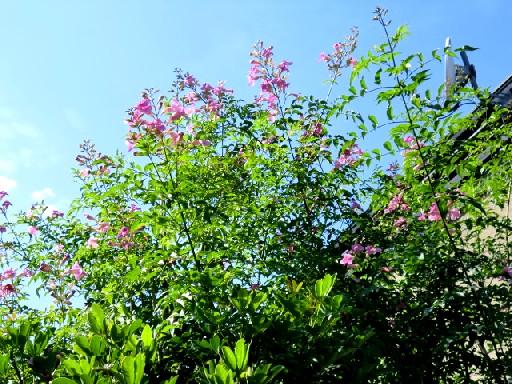 b0012636_4304875.jpg