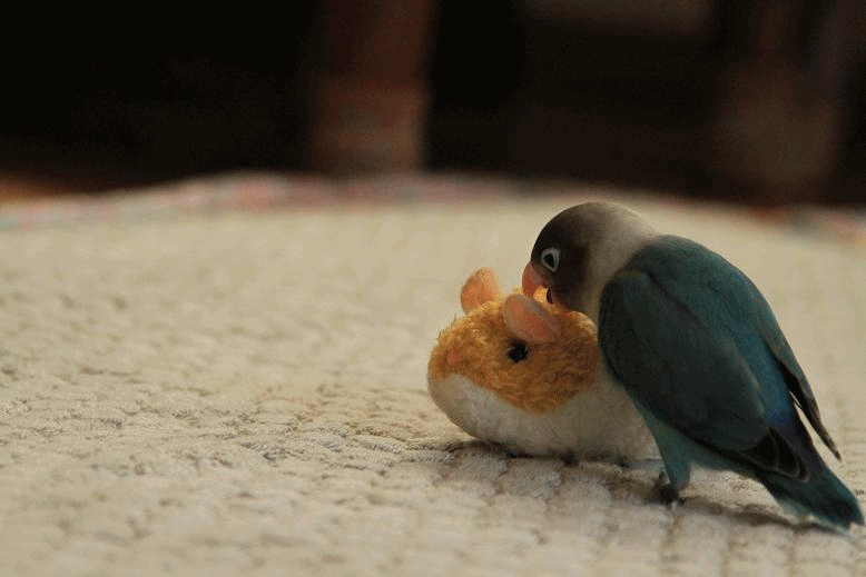 c0145250_11513523.gif