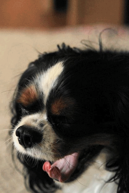 c0145250_12143120.gif