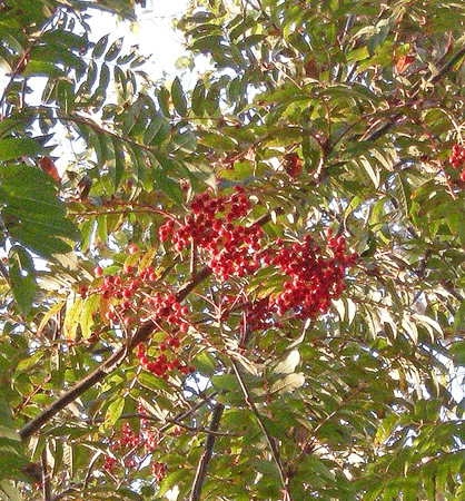 a0001354_22311325.gif
