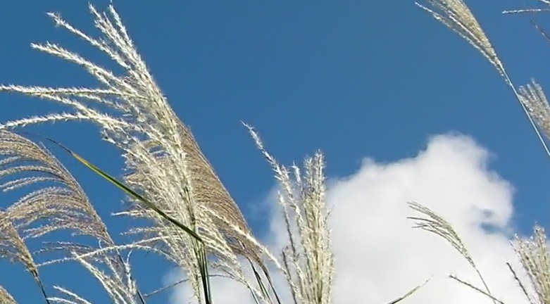 f0163561_7542265.jpg