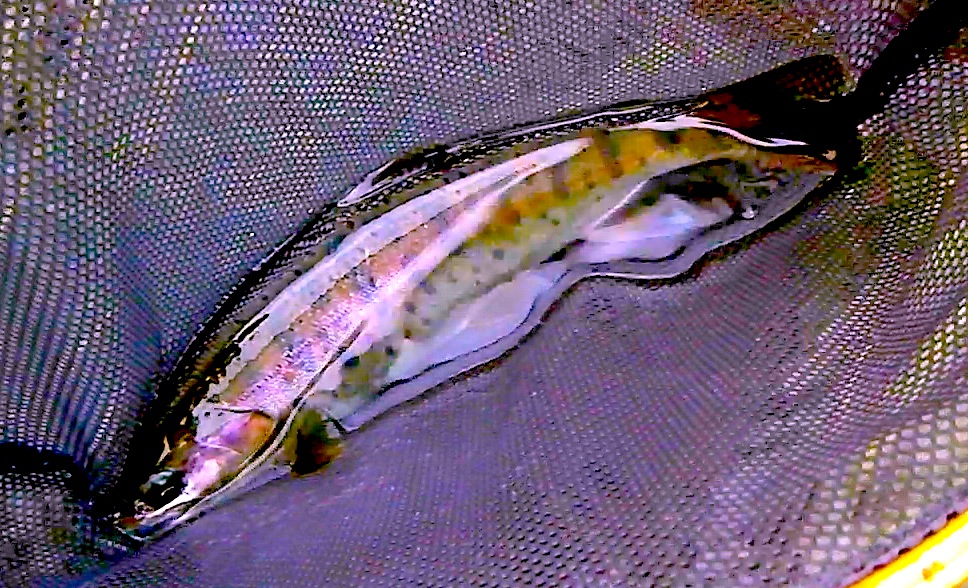 f0163561_814737.jpg