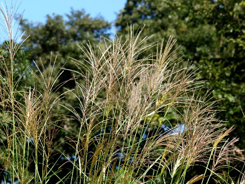 f0208666_1725235.jpg