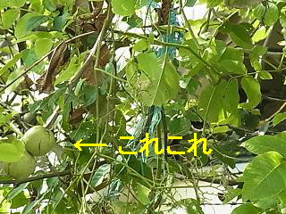 b0185771_16554010.jpg