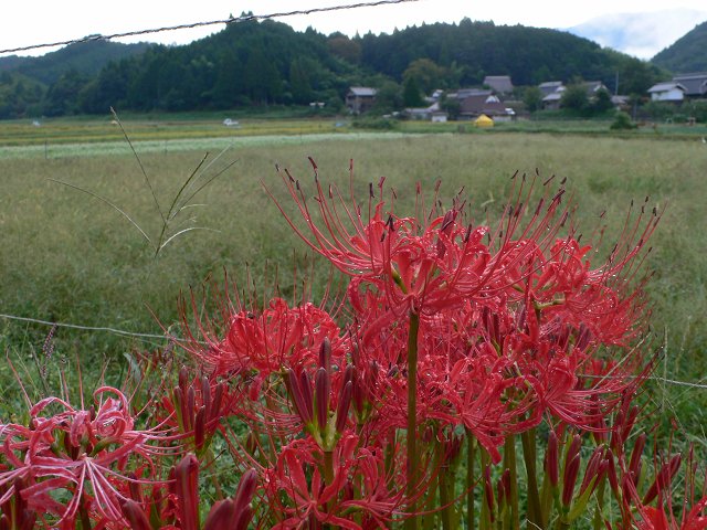 b0042882_22413818.jpg