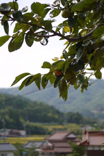 f0222692_2015739.jpg
