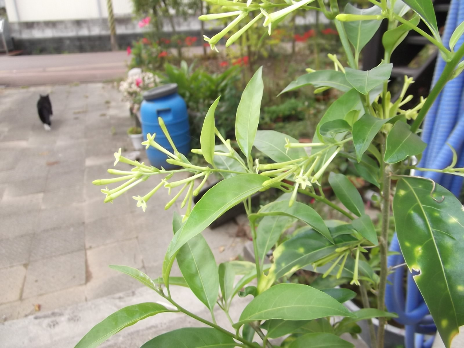 a0203003_2150521.jpg