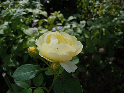 c0117007_1934914.jpg