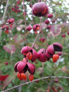 c0190010_1712454.jpg