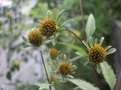c0190010_17125455.jpg