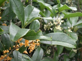 c0190010_173214100.jpg