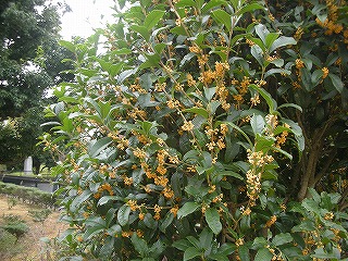 c0141011_2253547.jpg
