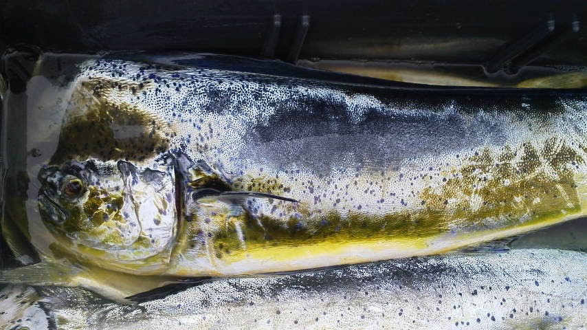 f0125225_17133773.jpg