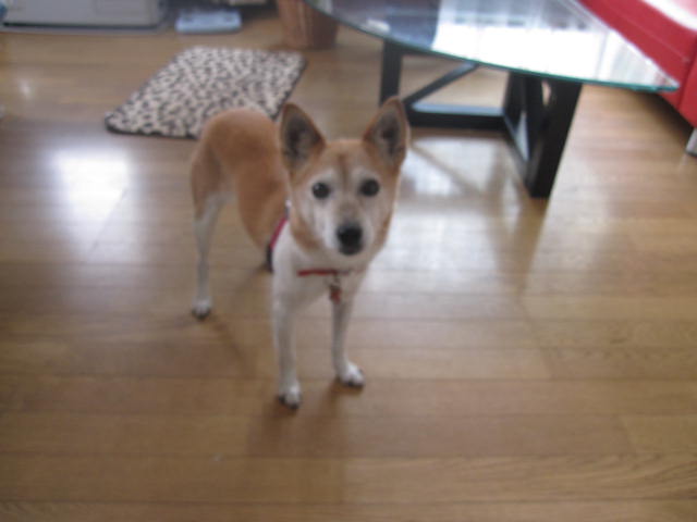 e0191826_061212.jpg