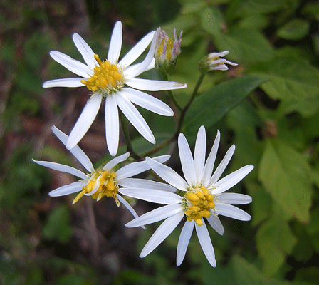 a0001354_1854188.gif