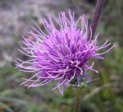a0001354_18554816.gif