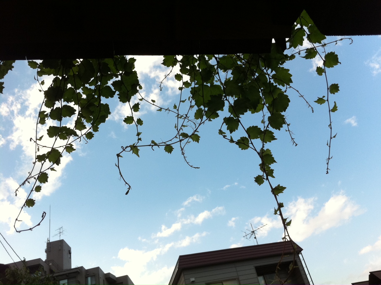 c0174571_18471189.jpg