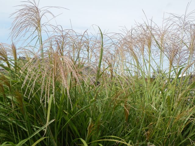 f0130894_2291850.jpg