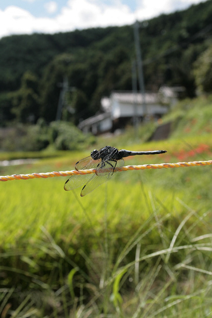 f0083400_2236772.jpg