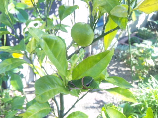 c0060308_1524384.jpg