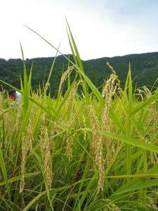 f0143412_1824558.jpg