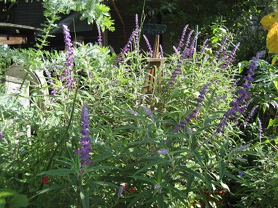 f0139520_20542288.jpg